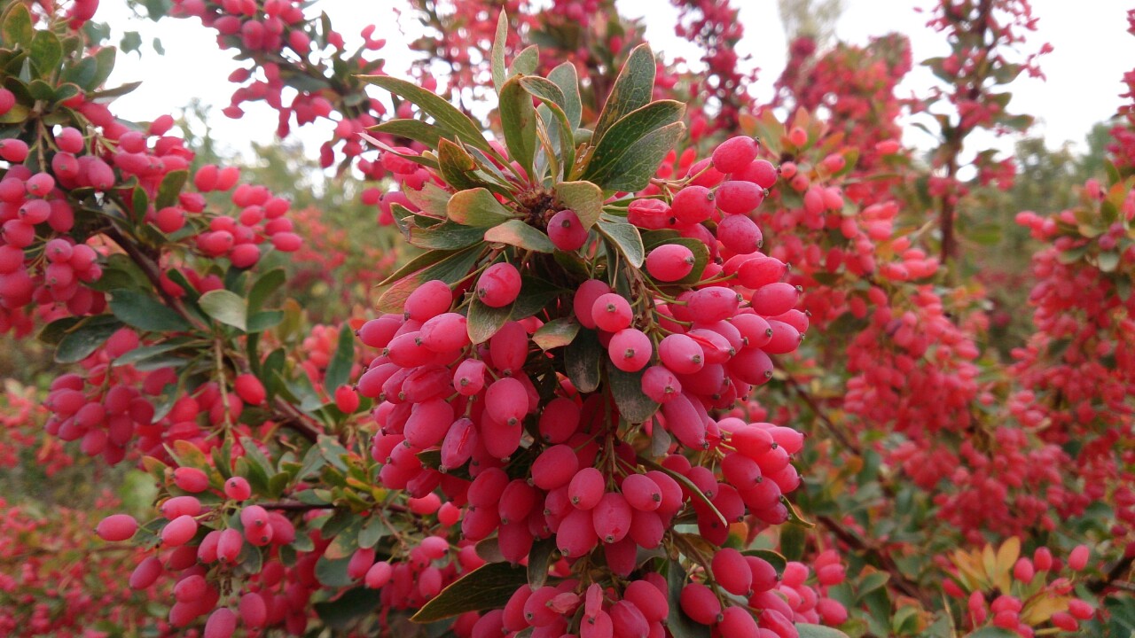زرشک